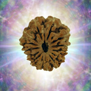 14 Mukhi 21.79 mm 2.946 gm