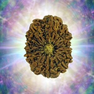 14 Mukhi 26.28 mm 3.609 gm