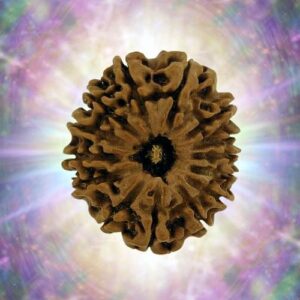14 Mukhi 27.31 mm 4.767 gm