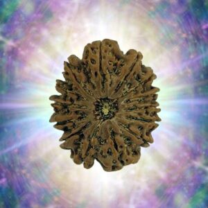14 Mukhi 27.50 mm 4.593 gm