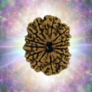 14 Mukhi 28.60 mm 4.251 gm