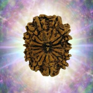 14 Mukhi 28.79 mm 5.479 gm