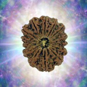 14 Mukhi 28.96 mm 5.137 gm