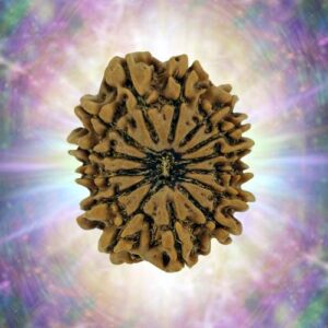 14 Mukhi 29.02 mm 5.591 gm