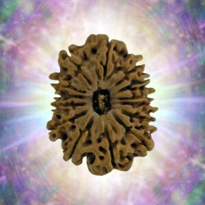 14 Mukhi 29.94 mm 5.033 gm