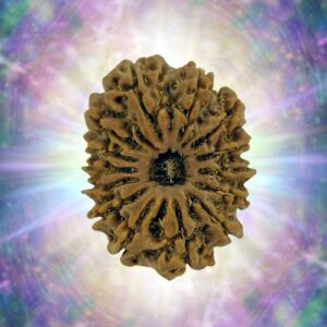 14 Mukhi 31.28 mm 6.495 gm