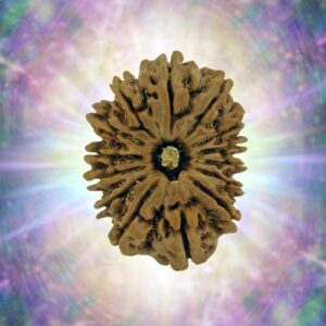 14 Mukhi 31.78 mm 6.090 gm
