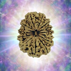14 Mukhi 31.90 mm 5.273 gm