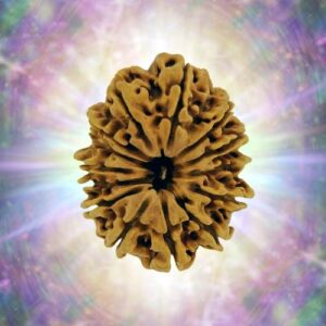 14 Mukhi 32.08 mm 6.393 gm