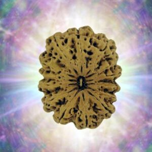 14 Mukhi 32.42 mm 4.101 gm