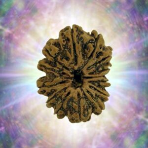 14 Mukhi 32.85 mm 6.313 gm