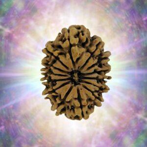 14 Mukhi 32.90 mm 6.267 gm