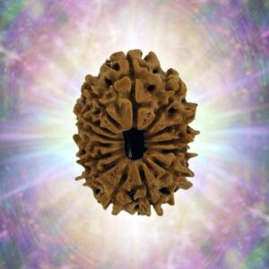 14 Mukhi 33 mm 6.782 gm