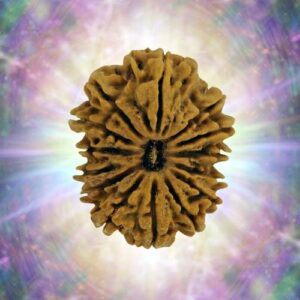 14 Mukhi 33.13 mm 6.703 gm