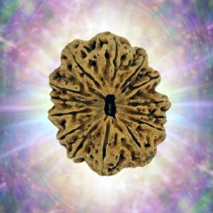14 Mukhi 33.14 mm 3.194 gm