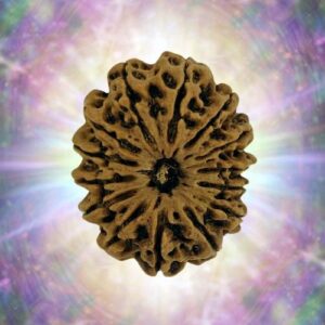 14 Mukhi 33.81 mm 7.650 gm