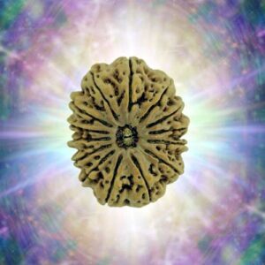 14 Mukhi 34.77 mm 7.959 gm