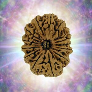14 Mukhi Full Seeds 35.09 mm 8.508 gm