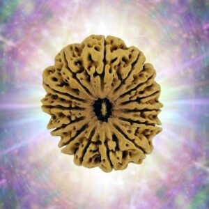 14 Mukhi Full Seeds 35.64 mm 7.968 gm