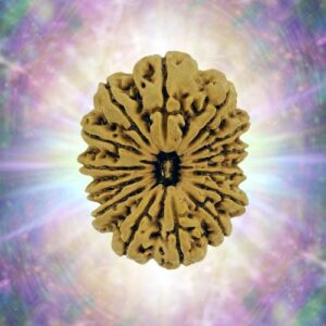 14 Mukhi 36.65 mm 8.313 gm