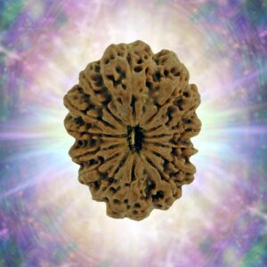 14 Mukhi 39.57 mm 9.397 gm