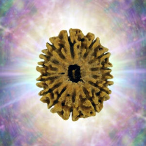 14 Mukhi 31.41 mm 4.252 gm