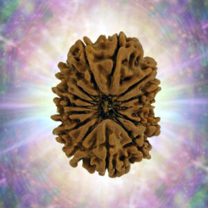 14 Mukhi 29.52 mm 4.716 gm