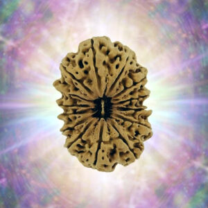 14 Mukhi 37.48 mm 5.373 gm