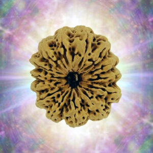 14 Mukhi 32.70 mm 5.931 gm