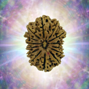 14 Mukhi 35.31 mm 6.294 gm