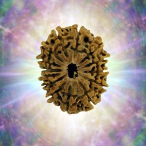 14 Mukhi 35.31 mm 6.294 gm