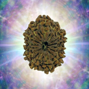 14 Mukhi 31.42 mm 6.374 gm