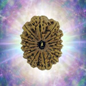 14 Mukhi  33.90 mm 6.562 gm