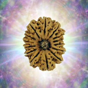 14 Mukhi 33.71 mm  7.118 gm