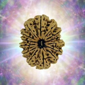14 Mukhi 34.95 mm 7.591 gm