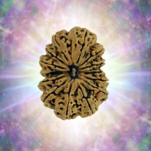 14 Mukhi  37.14 mm 7.601 gm