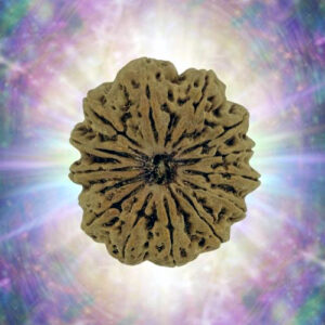 14 Mukhi 33.05 mm 7.612 gm