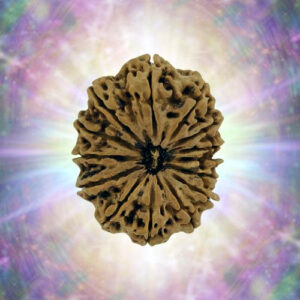 14 Mukhi 37.02 mm 8.820 gm