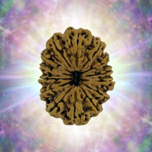 14 Mukhi 38.95 mm 9.240 gm