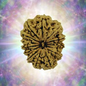 14 Mukhi 29.74 mm 5.647 gm