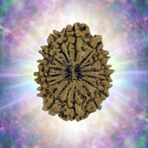 14 Mukhi 30.58 mm 5.505 gm