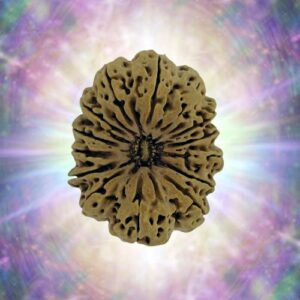 14 Mukhi 31.61 mm 4.798 gm