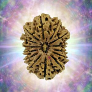 14 Mukhi 32.46 mm 7.277 gm
