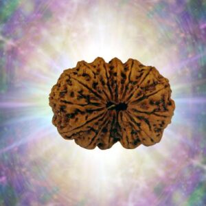 14 Mukhi Full Seeds 39.79 mm 6 gm