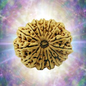 15 Mukhi 33.87 mm 8.394 gm