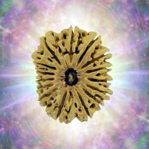 15 Mukhi 29.67 mm 5.001 gm