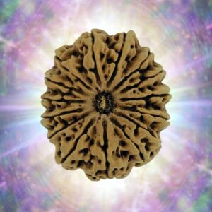 15 Mukhi 30.54 mm 5.836 gm