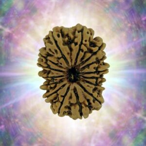 15 Mukhi 30.66 mm 5.722 gm