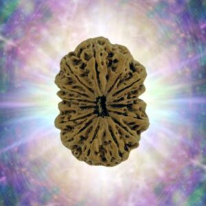 15 Mukhi 30.83 mm 5.77 gm