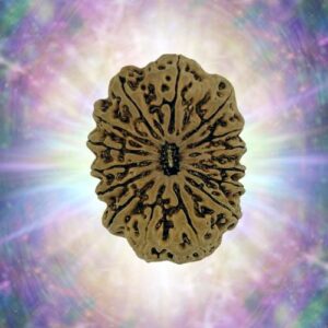 15 Mukhi 31.46 mm 5.420 gm
